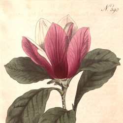 Magnolia